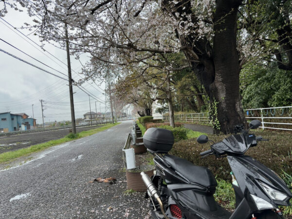 雨の日のシグナスグリファスと桜の木画像