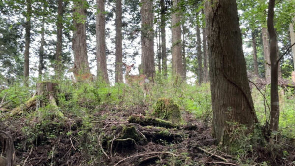 山に登った鹿の画像